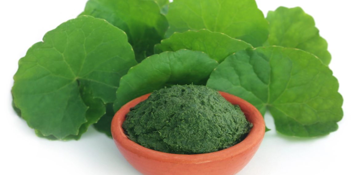 Gotu Kola: A Wellness Food for Middle-Aged Men