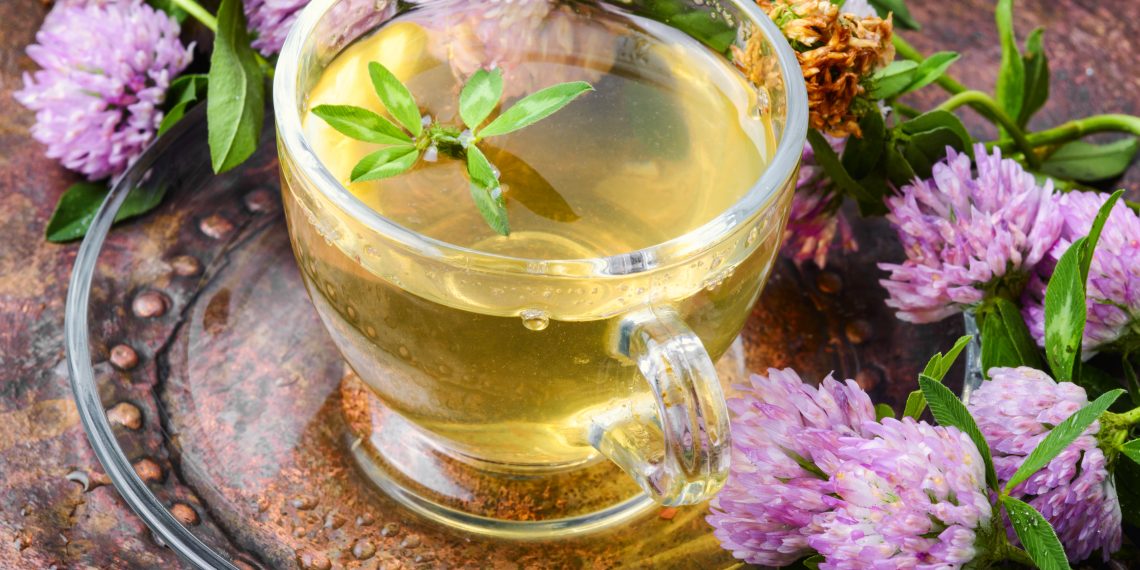 Red Clover: A Wellness Food for Middle-Aged Men